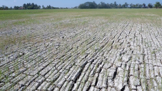 极端天气致菲律宾农业损失达59亿比索